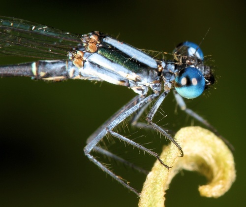 Common Threadtail photo 3