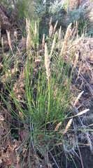 Elegia fistulosa
