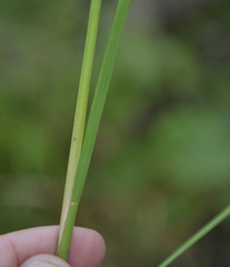 Glyceria notata