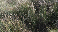 Elegia fistulosa