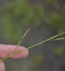 Glyceria notata