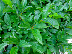 Rhamnus fallax