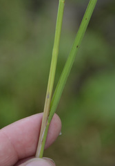 Glyceria notata