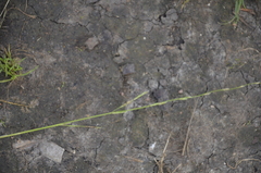 Glyceria notata