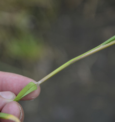 Glyceria notata
