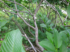 Rhamnus fallax