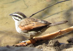 Emberiza capensis capensis