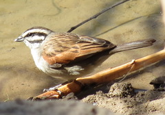 Emberiza capensis capensis
