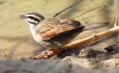 Emberiza capensis capensis