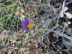 Solanum nummularium