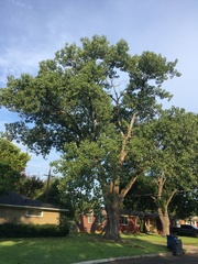 Ictinia mississippiensis