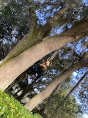 Araneus bicentenarius image