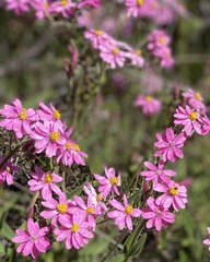 Schoenia