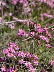 Schoenia