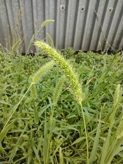 Setaria viridis
