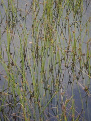 Cyperus laevigatus