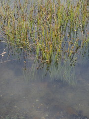 Cyperus laevigatus