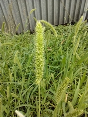 Setaria viridis