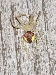 Araneus alboventris