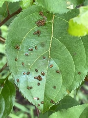 Sumitrosis inaequalis