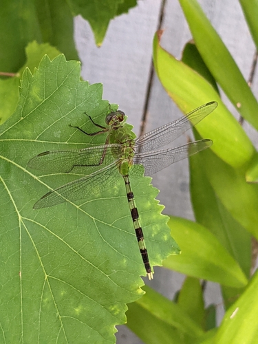 Great Pondhawk