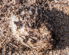 Cyclichthys orbicularis