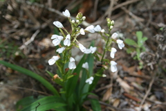 Disa saxicola