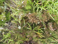 Limonium scabrum scabrum