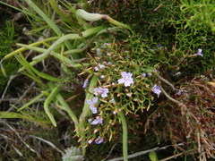 Limonium scabrum scabrum