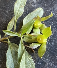 Eremophila gibbosa