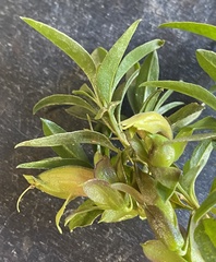 Eremophila gibbosa