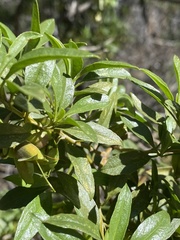 Eremophila gibbosa