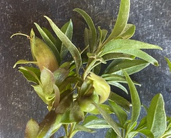Eremophila gibbosa