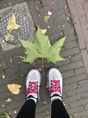 Platanus × hispanica