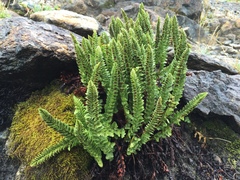 Polystichum lemmonii