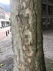 Platanus × hispanica