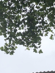 Platanus × hispanica