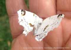 Sericoptera mahometaria