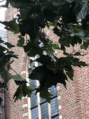 Platanus × hispanica