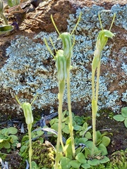 Pterostylis setulosa
