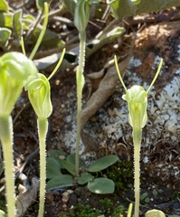 Pterostylis setulosa