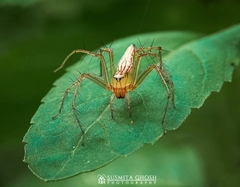 Oxyopes