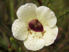 Melasma scabrum scabrum