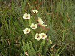 Melasma scabrum scabrum