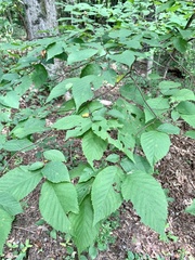 Caloptilia ostryaeella