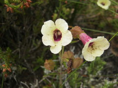 Melasma scabrum scabrum