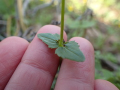 Nemesia pageae
