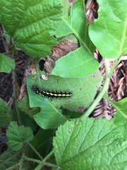 Gnophaela latipennis