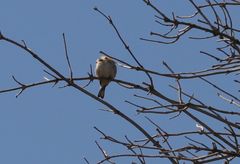 Aegithalos caudatus