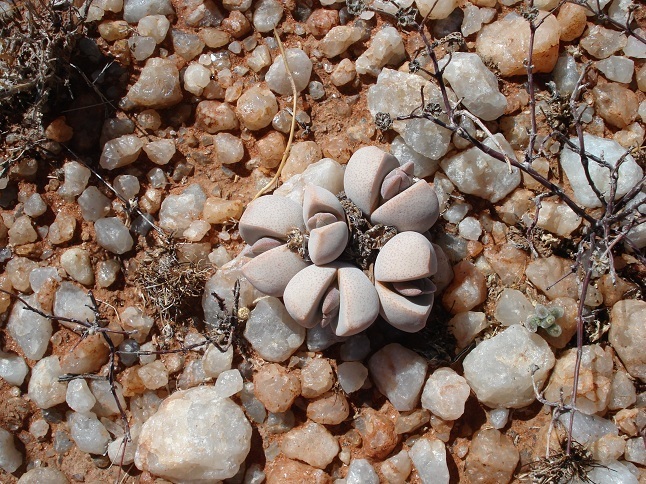 Dinteranthus puberulus (Living Stone Plant)